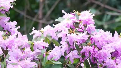 植物园紫薇花杜鹃花红桃花白花实拍视频视频的预览图